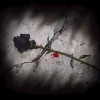 Dead Rose